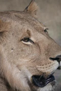 Lioness, Botswana Foto stock
