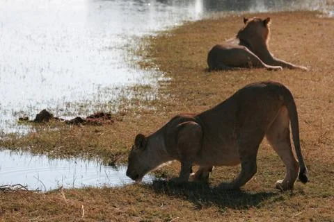Lioness, Botswana Stock Photos