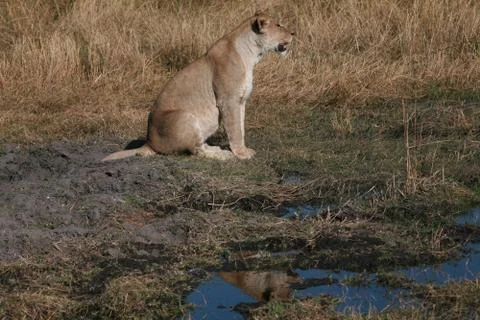 Lioness, Botswana Foto stock