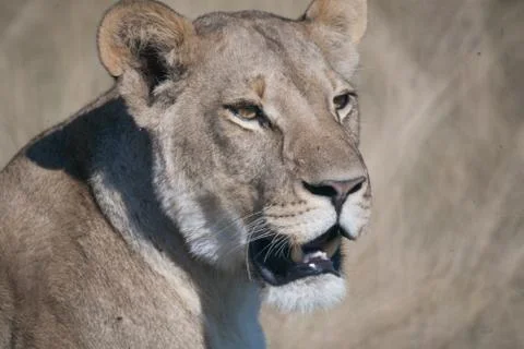 Lioness, Botswana Stock Photos