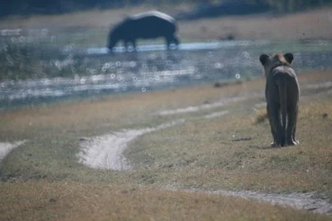 Lioness, Botswana Stock Photos