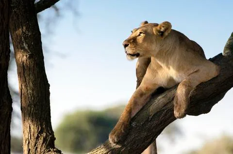 Lioness on branch Stock-Fotos
