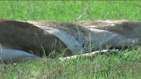 Lioness breathing Stock Footage 12527409