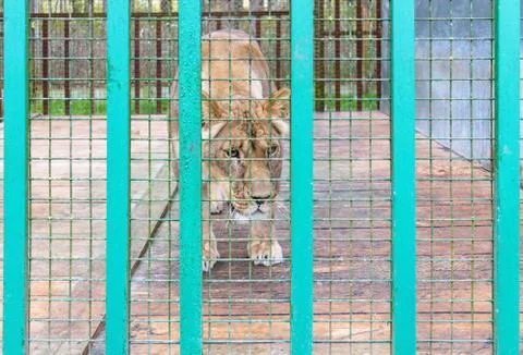 Lioness in the cage Stock Photos