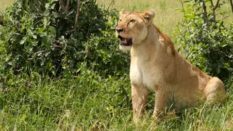 Lioness calling for pride Stock Footage 134108886