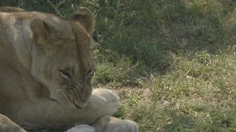 Lioness cleans paws Stock Footage 26644555