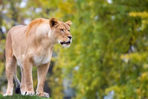 Lioness in a clearing Stock Photos