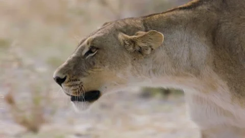 Lioness close up head walking left pan Stock Footage 237443312