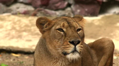 Lioness close up, lying in soft light, looking around and sniffing the air. Stock Footage 46270843