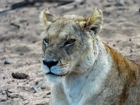 Lioness close up. Stock Photos