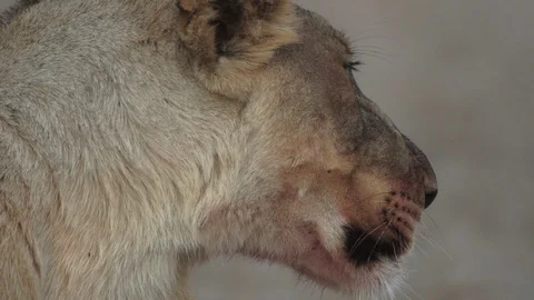 Lioness Closeup 2 動画素材 113094728