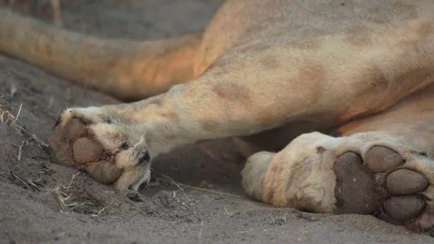 Lioness Closeup 3 動画素材 113094903