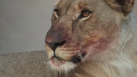 Lioness Closeup 動画素材 113095928
