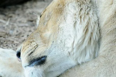 Lioness closeup Stock Photos