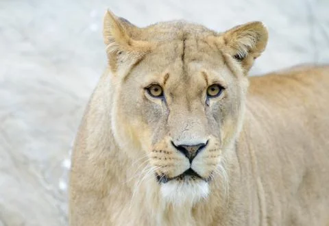 Lioness closeup Stock Photos