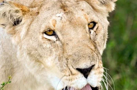 Lioness CloseUp Stock Photos