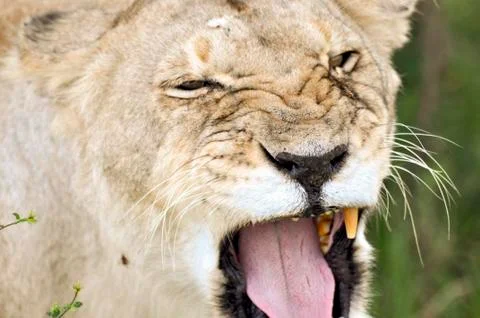 Lioness CloseUp Stock Photos