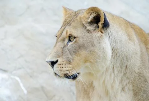Lioness closeup profile Stock Photos