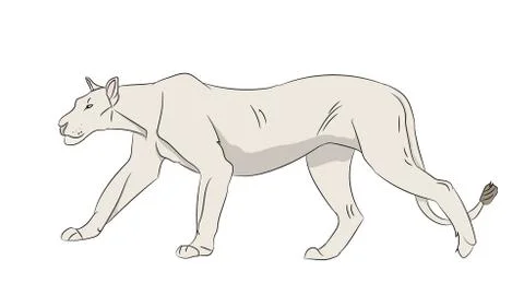 Lioness color, vector Stock-Illustration