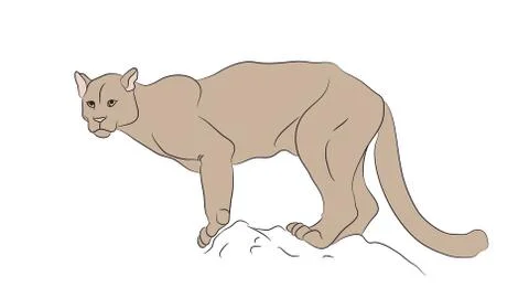 Lioness color, vector Illustrazione stock