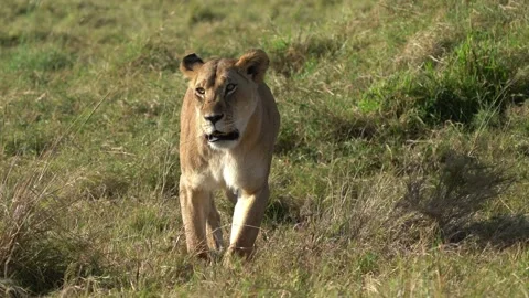 Lioness coming in the bush in Masai Mara... | Stock Video | Pond5