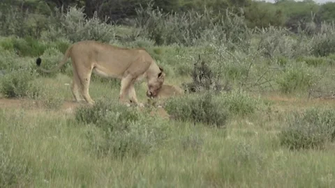 Lioness  but the cub is distracted by two approaching adult males  Part 7 Stock Footage 320354530