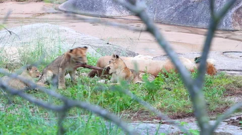 Lioness with Cubs in dry river bed Video stock 41639313