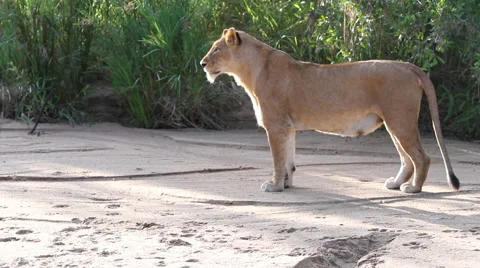 Lioness with Cubs in dry river bed Stock Footage 41640138