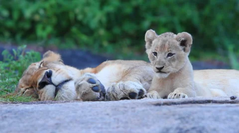 Lioness with Cubs Stock Footage 41639445