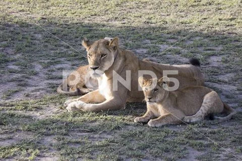 Lioness with cubs, Serengeti, Tanzania Stock Photos