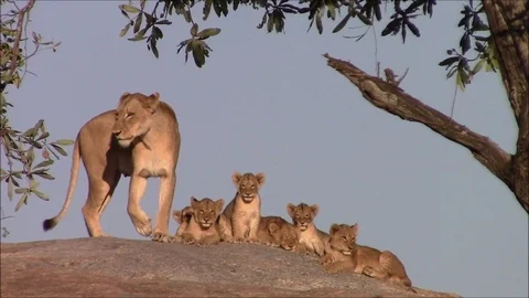 Lioness with cute cubs Stock Footage 93996255