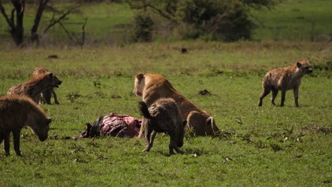 The Lioness defends her food against a  huge group of hyenas Neues Projekt Stock Footage 146971855