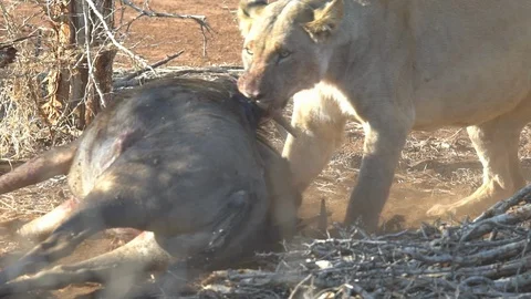 Lioness dragging its kill Stock Footage 89793937