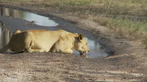 Lioness Drinking 스톡 동영상 11134063