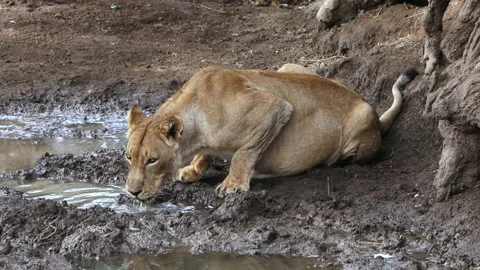 Lioness drinking Stock Footage 211809170