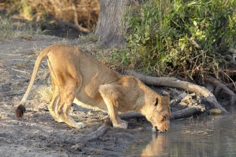 Lioness drinking Stock Photos
