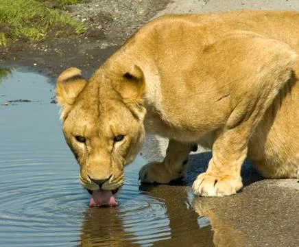 Lioness Drinking Stock Photos