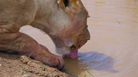 Lioness Drinking Water from Muddy Stream Close Up Stock Footage 309868420