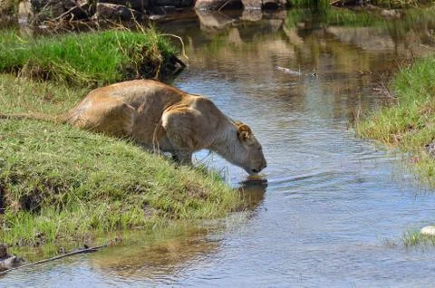 Lioness drinking water Stock Photos