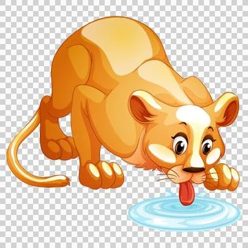 Lioness drinking water from puddle isolated on transparent. Ilustração Stock