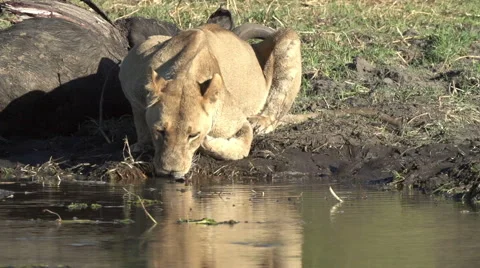 Lioness drinking at waters edge at a river in the Okavango delta Stock Footage 46375815