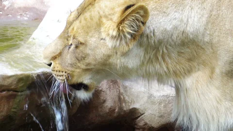Lioness drinks water Video stock 118309427