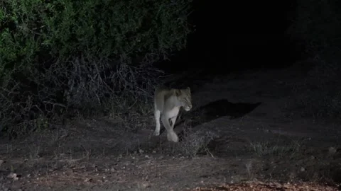 A lioness during nighttime activity in Kruger National Park, South Africa Stock Footage 311755846