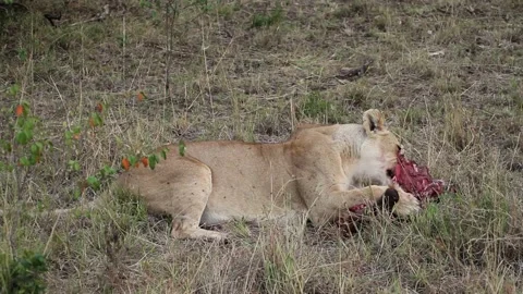 Lioness eating bleeding prey Video stock 160542344