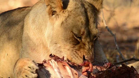 Lioness Eating Carcass Stock Footage 70873380