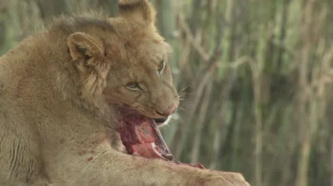 Lioness eating Stock Footage 10989902