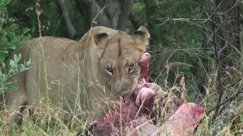 Lioness eating meat Stock Footage 11241804