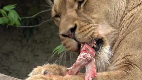 Lioness eating meat 库存影片 90104874