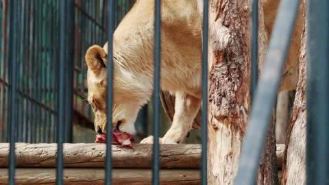 Lioness eating raw meat inside a zoo enclosure, strong natural light, visible Stock Footage 336839439