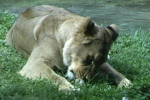 Lioness Eats Stock-Footage 818641